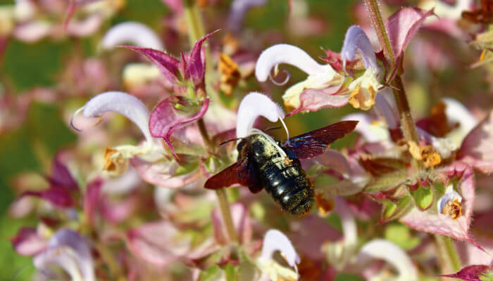 Rosablühende Blüten der Muskattelersalbei mit Holzbiene