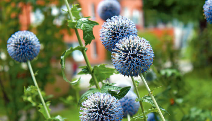 Blau blühende Blüten der Kugeldistel