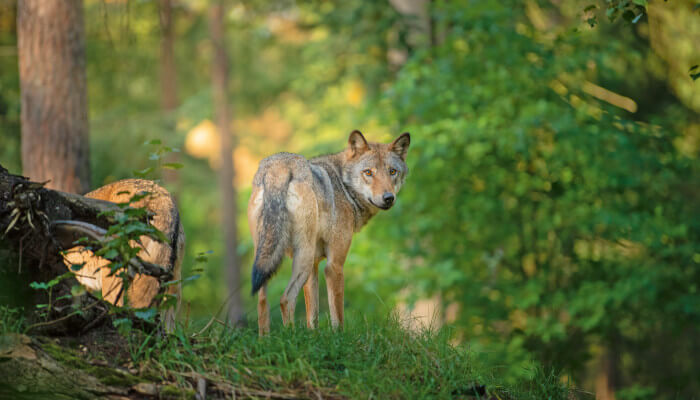 Wolf im Wald welcher zurück blickt