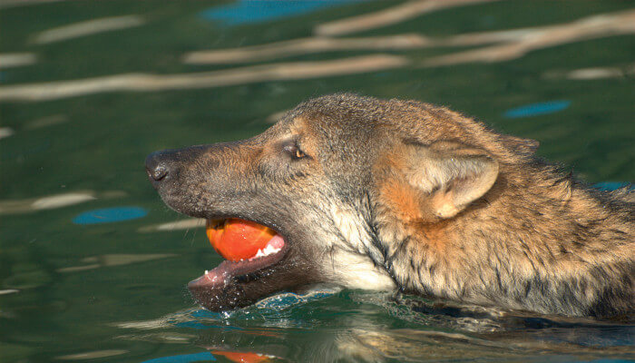 Wolf schwimmend im Wasser mit einem Apfel im Mund