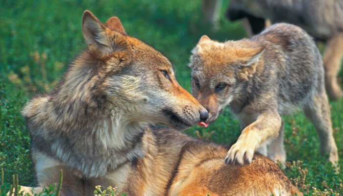 Wölfin liegend und ihr Junges auf einer Wiese