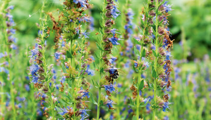 blau blühende Blüten des Ysop