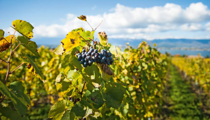 Weintraube im Weinberg von Genf