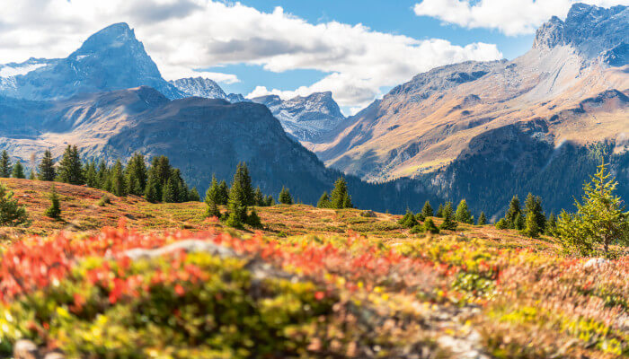 Blütenwiese auf der Alp Flix im Sommer