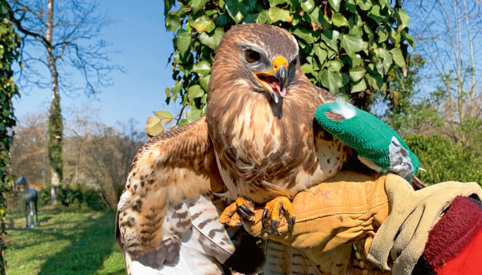 Verletzter Busshard am Flügel auf einer Hand