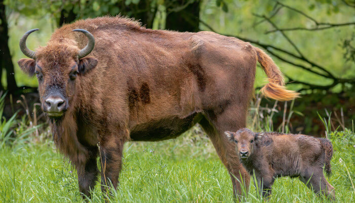 Wiesent-Kuh mit ihrem Jungen schauen nach vorne
