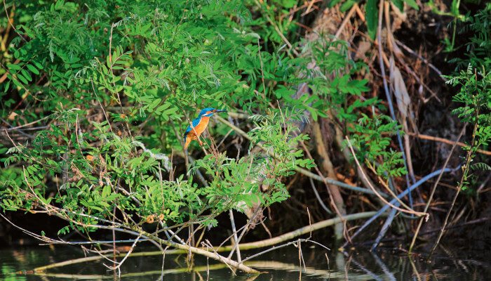 Eisvogel auf Ast blickt auf die Donau