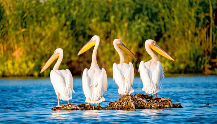 weisse Pelikane auf kleiner Wurzelinsel in der Donau