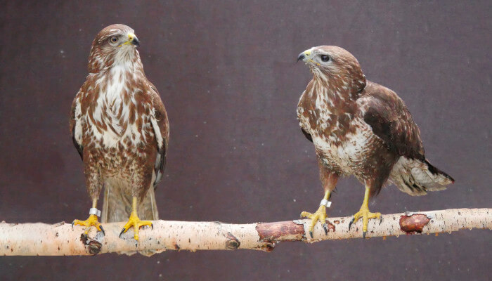 Greifvögel Paar in der Greifvogelstation auf Holzast