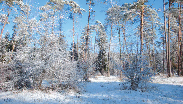 Waldlandschaft im Winter mit etwas Schnee