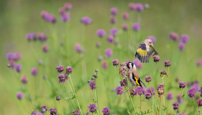 Distelfinken auf violetten Distel auf dem Friedhof