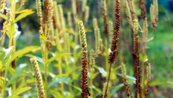 Verblühte Gelenkblumen im Naturgarten