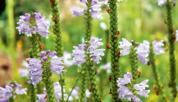 Violette Blüten der Gelenkblume