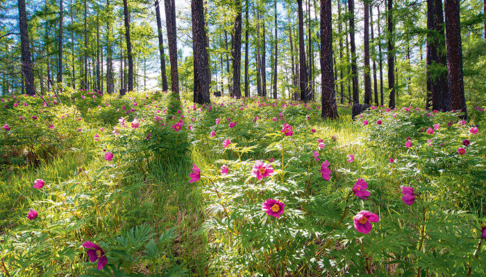 Pfingstrosen-Feld mitten im Wald