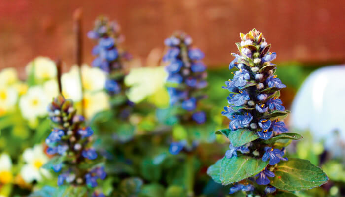 blau-violette Blüten des kriechenden Günsel