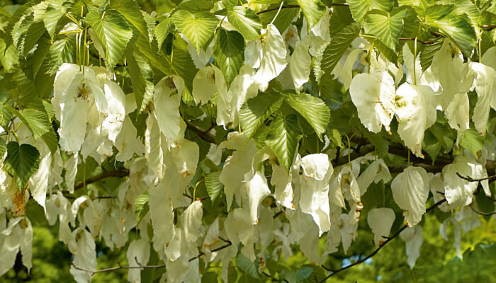 Weisse Blüten in Taschentuchform