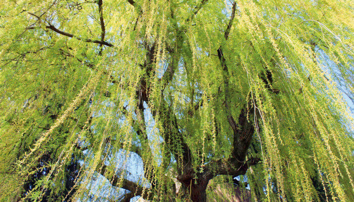 Ein grosser Salweide-Baum mit grünen Blättern