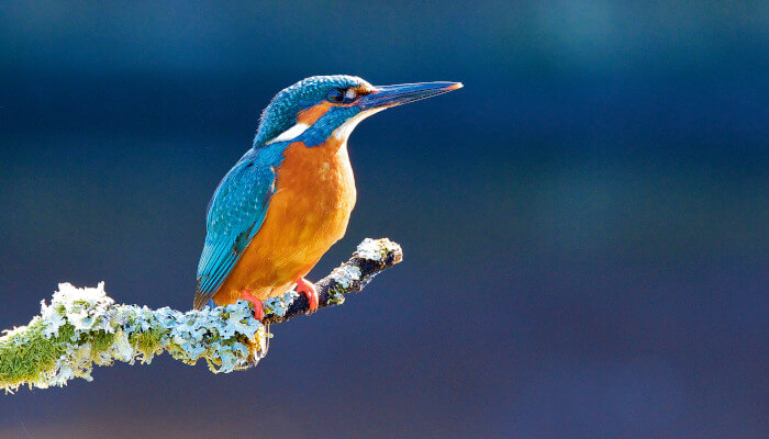 orange-blauer Eisvogel hockt auf Ast