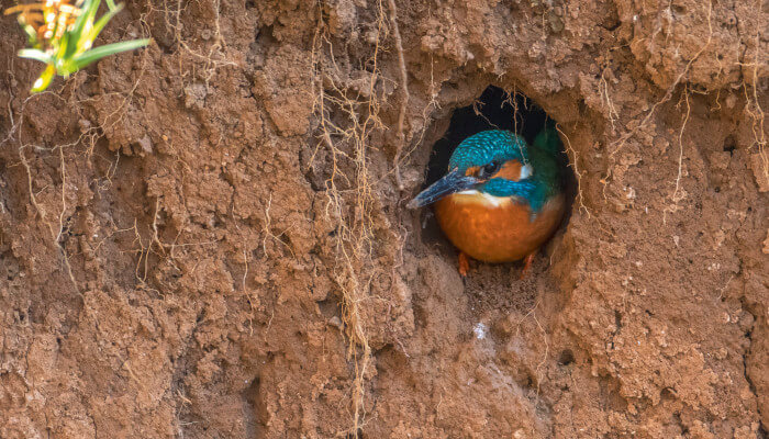 Eisvogel schaut aus seiner Erdhöhle heraus