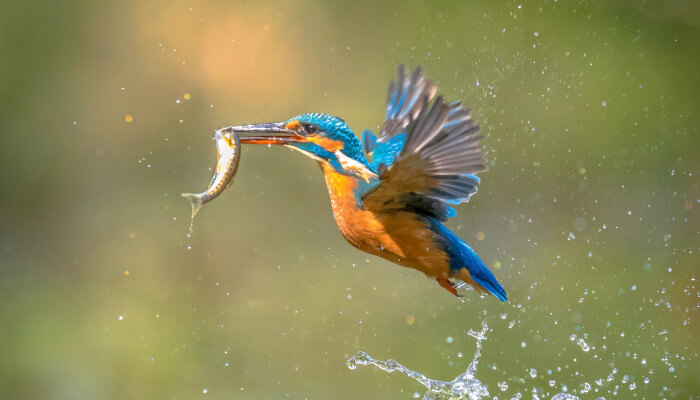 Eisvogel mit kleinem Fisch im Schnabel