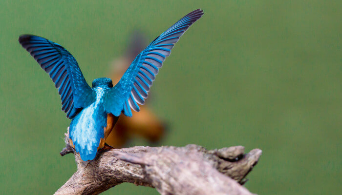 Eisvogel von hinten, wie er über Baum läuft