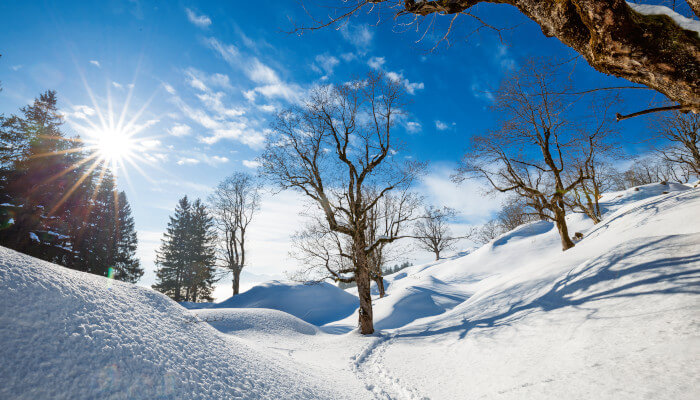 Verzauberte alte Bäume im tiefen Winter