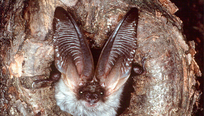 Langohr Fledermaus aus Holzhölle schauend