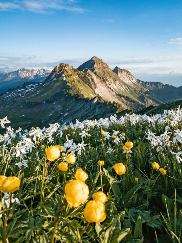 weisses Narzissenfeld mit gelben Blumen in den Bergen