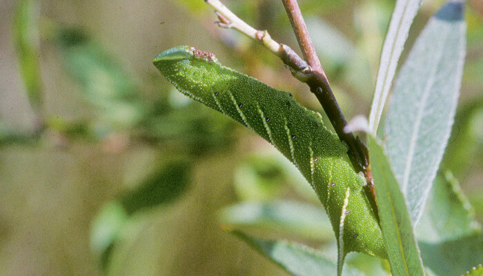 Grüne Raupe des Abendpfauenauges