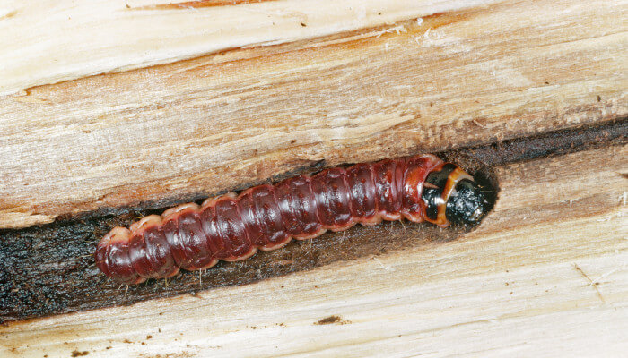 Raupe eines Weidenbohrer auf Brennholz