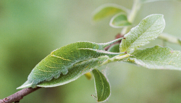 Grüne Raupe des Grossen Schillerfalters auf grünem Blatt