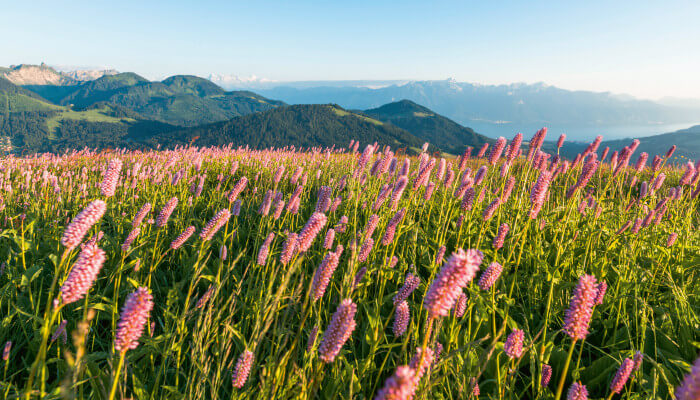 rosablühendes Feld von Bistorta officinalis in Les Paccots