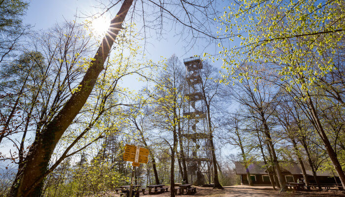 Grosser Aussichtsturm, der aus dem Wald ragt