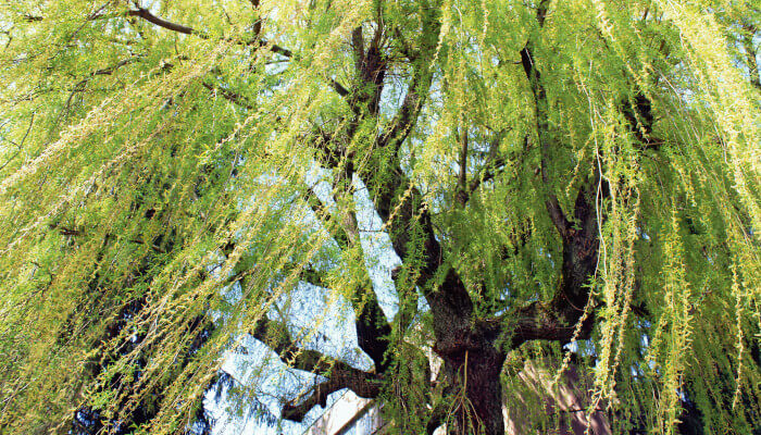 Grosse Trauerweide als Baum im Sonnenlicht