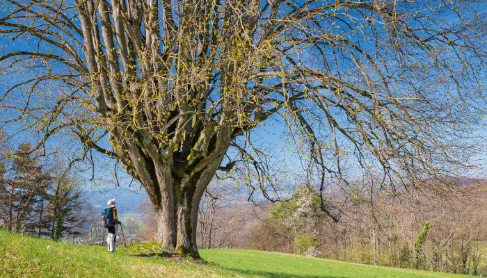 Wanderin bestaunt grossen Baum mit grünen Frühlingsblättern