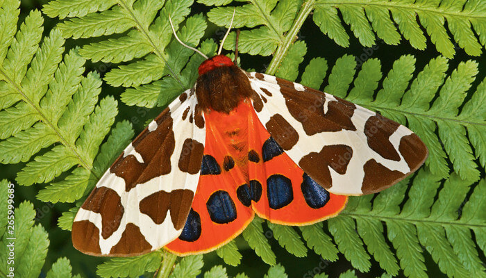 Schmetterling des Brauner Bär in weiss, rot, schwarz auf einer Pflanze