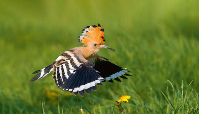 Ein Wiedehopf fliegt nahe über der Sommerwiese