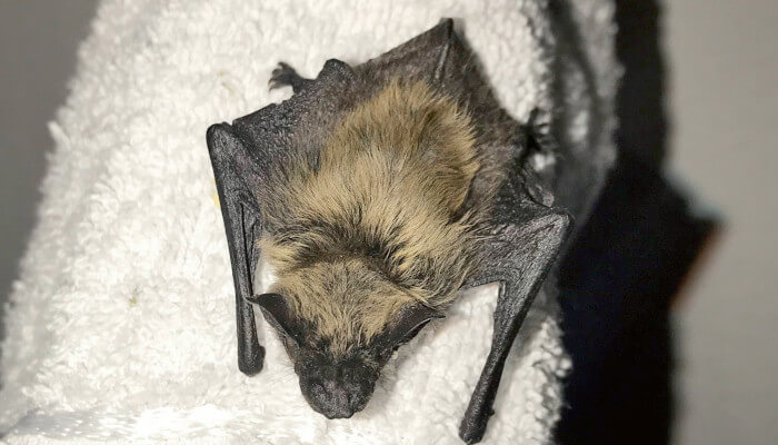 Junge Alpenfledermaus ganz erschöpft auf Frottetuch