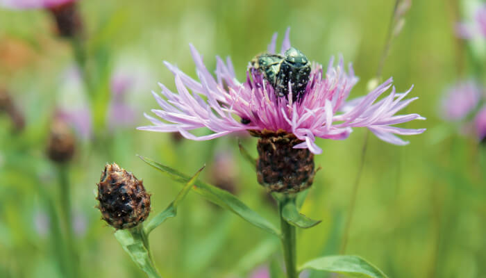 Wiesenflockenblume mit offener violetten Blüte im Sommer