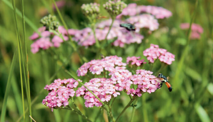 Wiesen-Schafsgarbe mit rosaroten offenen Blüten