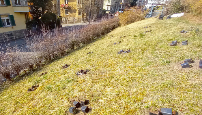 Gartenrasen in der Stadt im Frühling mit zu pflanzenden Setzlingen verteilt auf dem Rasen