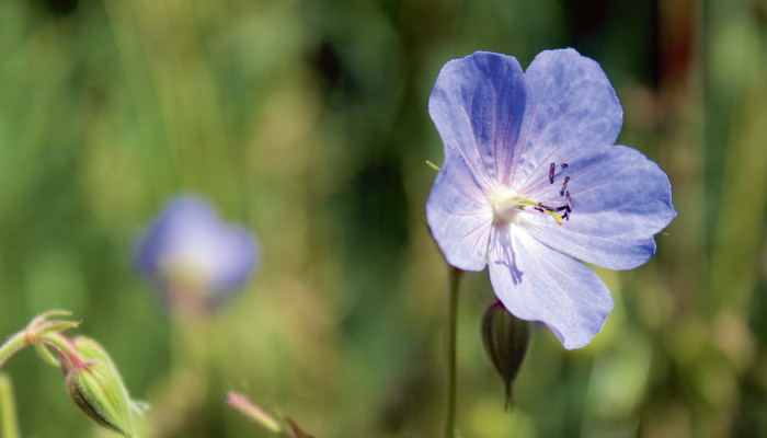 Blau blühender Wiesen-Storchenschnabel im Sonnenlicht