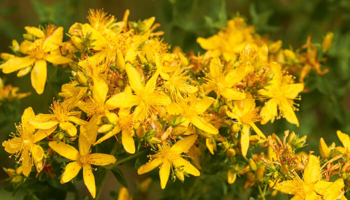 gelbblühende Tüpfel-Johanniskraut Blüten