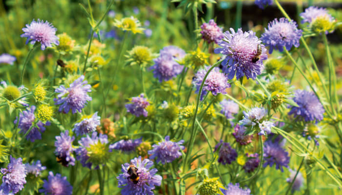 Blühende Acker-Witwenblume mit violleten Blütenköpfen