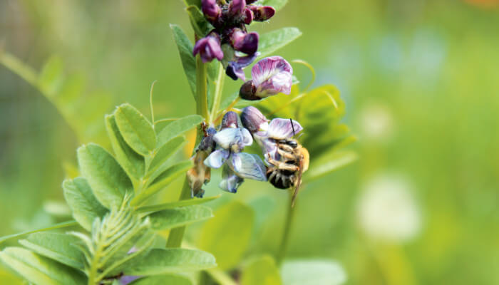 Langhornbiene an einer blühenden Zaun-Wicke mit frischen Blüten