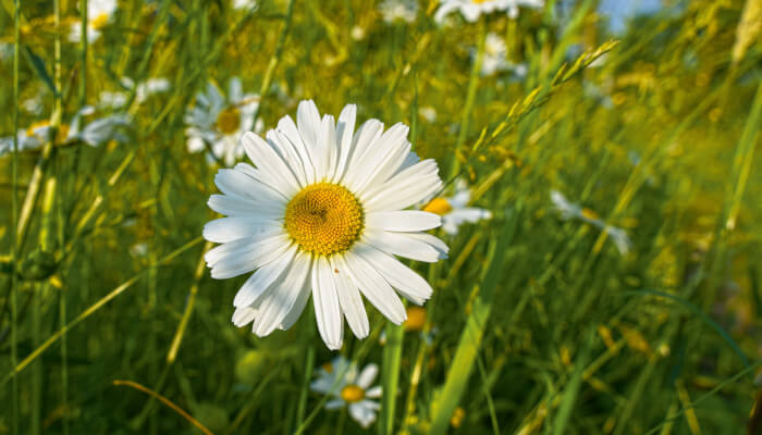 Wiesen-Margerite in strahlendem Weiss bei Sonnenschein