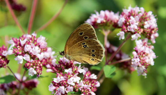 Wilder Dost mit offenen Blüten und Schmetterling