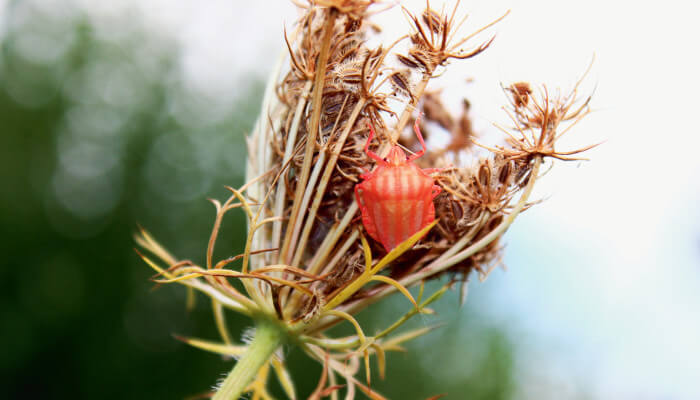 Offene Blüte der wilden Möhre an welchem sich ein Stinkkäfer erfreut