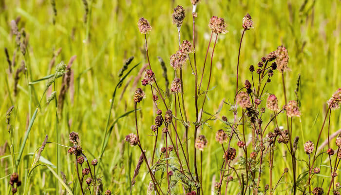 rosafarbende Blüten des kleinen Wiesenkopf