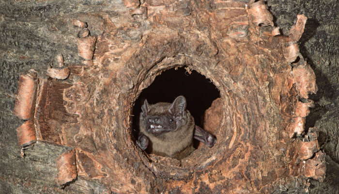 Fledermaus schaut aus einer Baumhöhle heraus